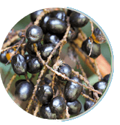 Saw Palmetto